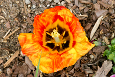 Closeup of Tulip Flower