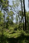 Forest Path