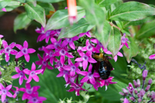 Bee on Flower