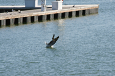 Brown Pelican Diving