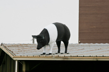 State Fairgrounds Pig Sculpture