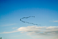 Geese Flying South
