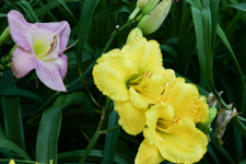 Yellow Iris