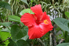 Hibiscus Flower