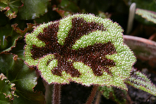 Variegated Leaf