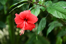 Hibiscus Flower