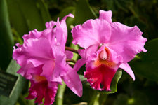 Pink Iris Flowers