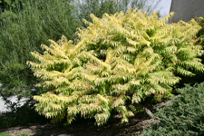 Yellow Bush