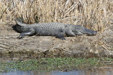 Alligator