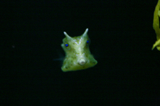 Seahorse