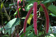 Red Flower