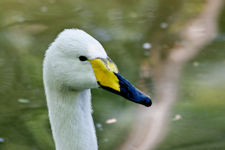 Swan Head