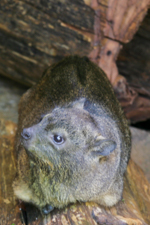 Animal