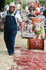 Pig Rolling Barrel