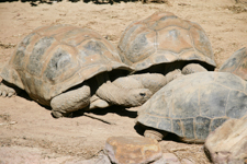Tortus