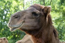 Camel