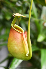 Pitcher Plant