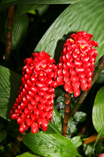 Pineapple Ginger