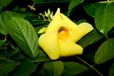 Yellow Trumpet Flower