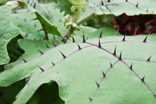Thorns