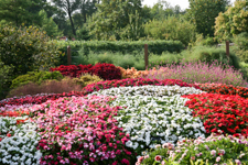 Flower Garden