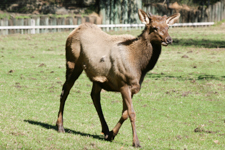 Elk Cow