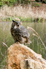 Great horned owl