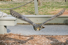Owl flying in walkway