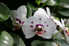 Orchids