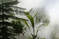 Tropical forest