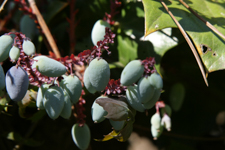 Green Berries