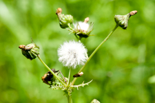 Thistle flowers