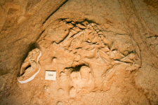 Camel mammoth fossil