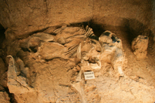 Female mammoth fossil