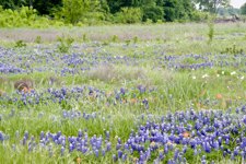 Wildflowers