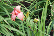 Lilly