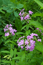 Wildflowers