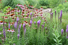 Wild Flowers