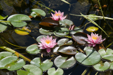 Water Lilies
