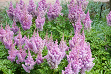 Wild Flowers