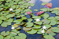 Lily Pads