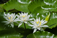 Lily Pads