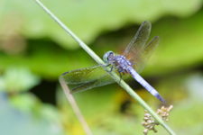 Dragon Fly