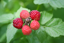 Raspberries
