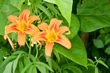 Day Lilies