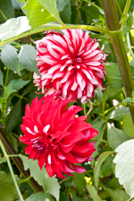 Dahila Flower