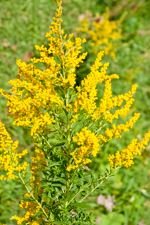 Ragweed