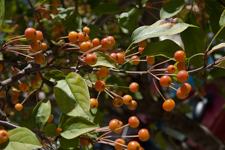 Berries