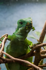 Green Tree Monitor