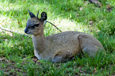 Addra Gazelle